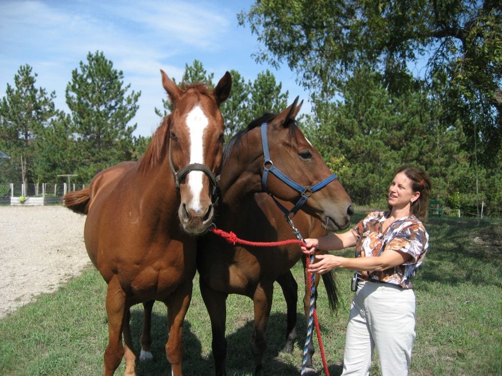 All Animal Veterinary Center